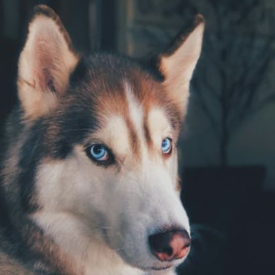 US Service Animals Coupon Code (October 2026): 10% Off
