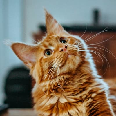 Pettable Coupon Code (October 2026): 20% Off + $20 Off