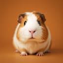 Illustrative photo of an Abyssinian guinea pig