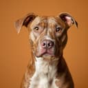 Illustrative photo of a Pit Bull Mix