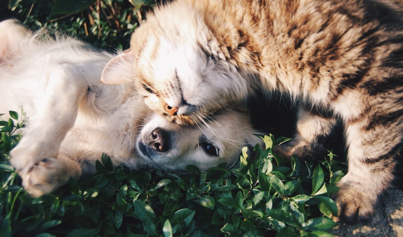 A tabby cat curled up nose to nose with a golden retriever in the grass