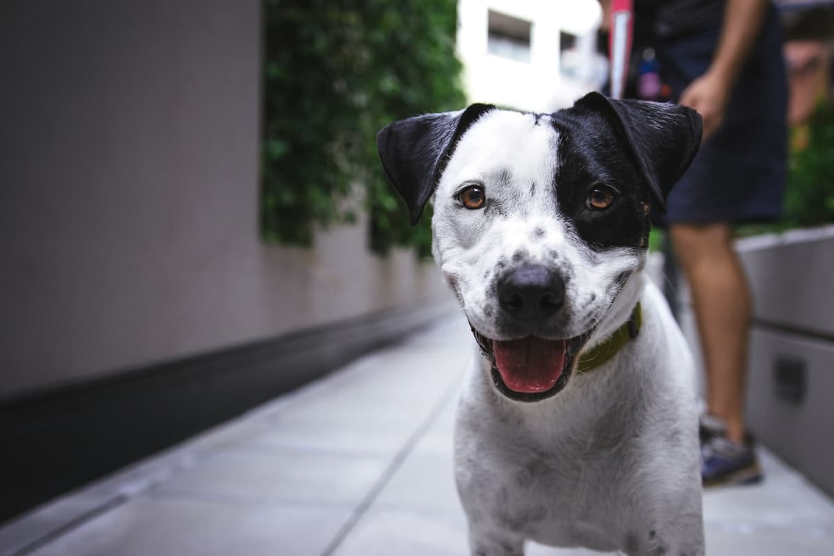 A black and white terrier grinning on a sunlit apartment walkway