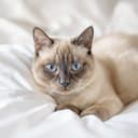 Illustrative photo of a Siamese cat