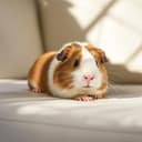 Illustrative photo of an Abyssinian guinea pig