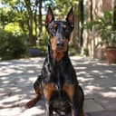 Illustrative photo of a Doberman Pinscher