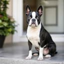Illustrative photo of a Boston Terrier