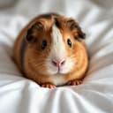 Illustrative photo of an Abyssinian guinea pig