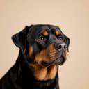 Illustrative photo of a Rottweiler