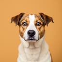 Illustrative photo of a Mixed Breed