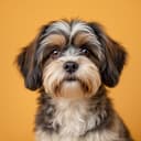 Illustrative photo of a Havanese