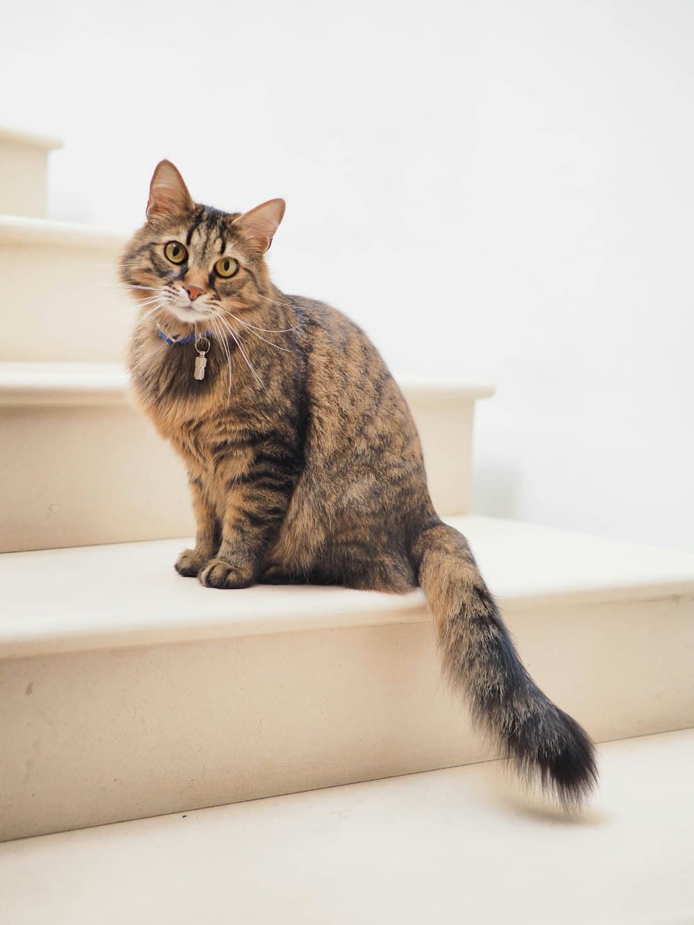A long-haired tabby cat sitting on pale indoor stairs with its tail draped down