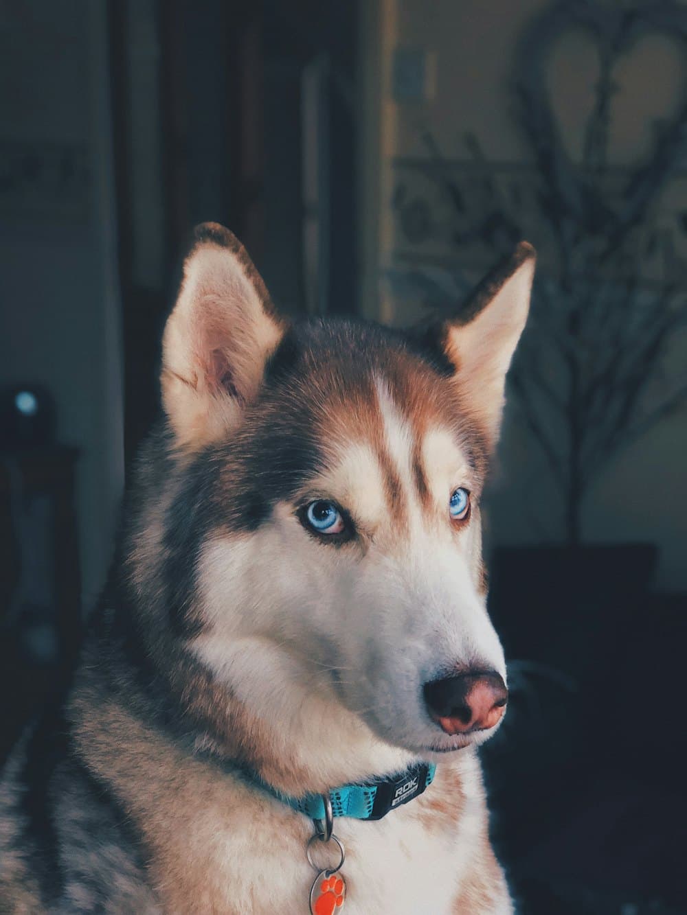 A husky with pale blue eyes wearing a collar and tag, indoors