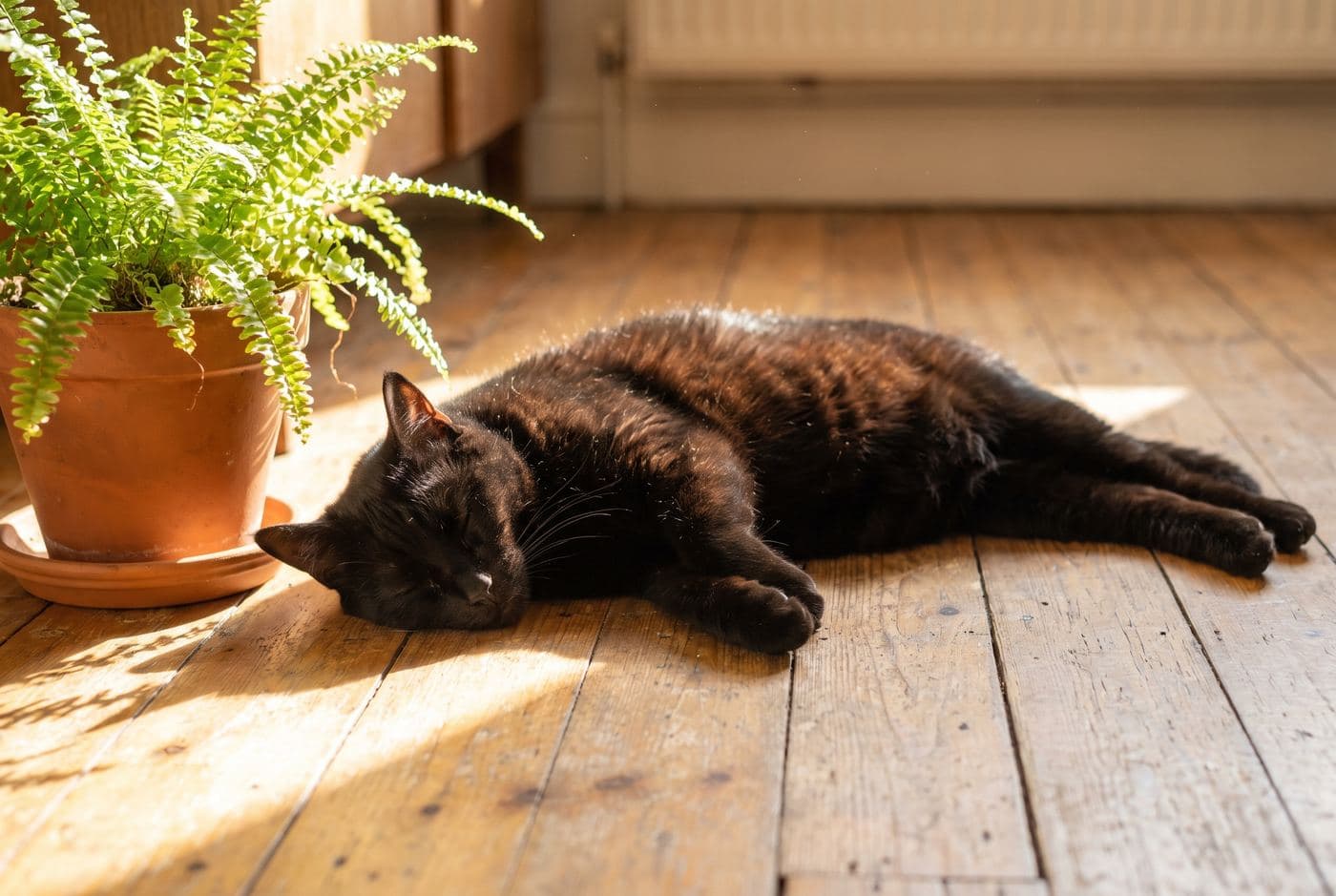 A black cat asleep in a patch of sunlight on a wooden floor beside a fern