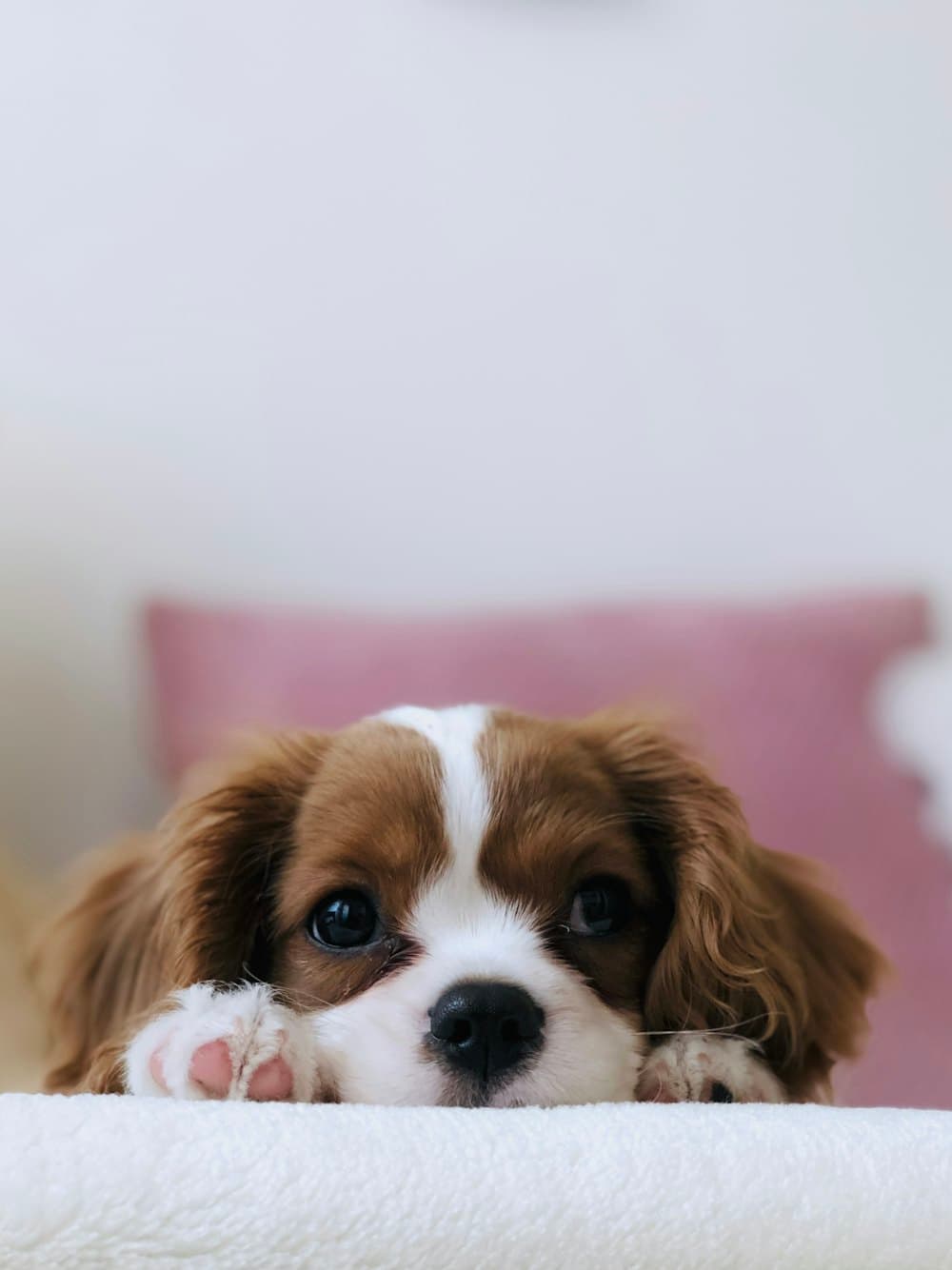 A Cavalier King Charles spaniel puppy resting its chin on a white blanket