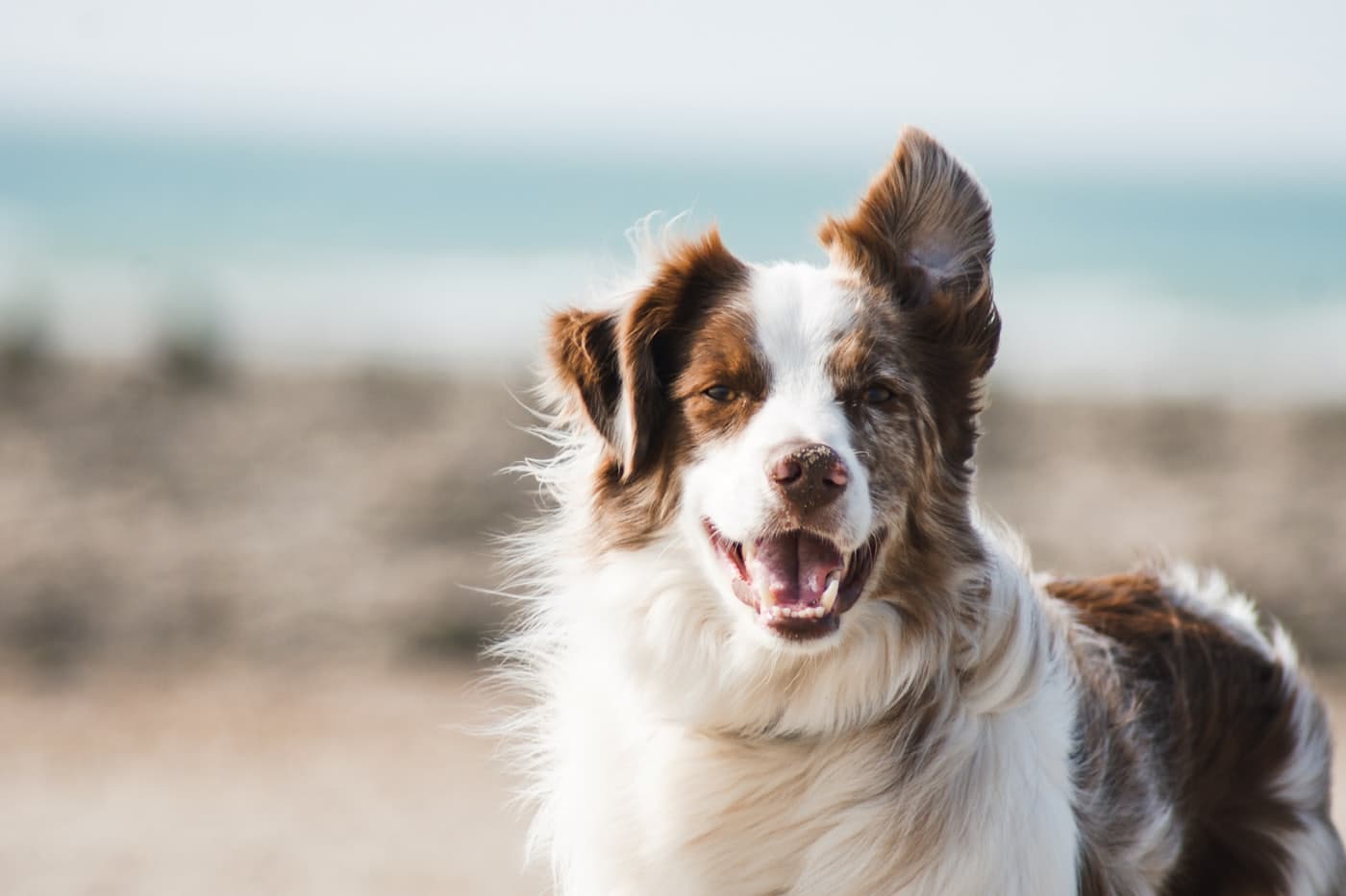 A border collie with its fur blowing in the wind on a windy beach