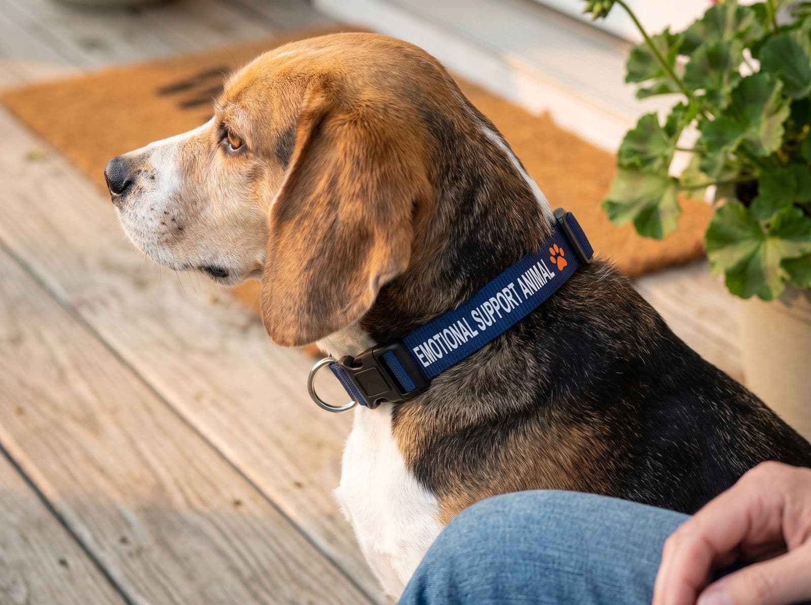 A beagle on a porch step wearing the navy EMOTIONAL SUPPORT ANIMAL collar