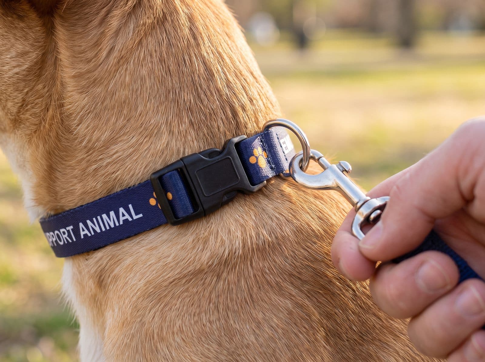A hand clipping a leash onto the metal ring of the navy emotional support collar, beside its clip buckle