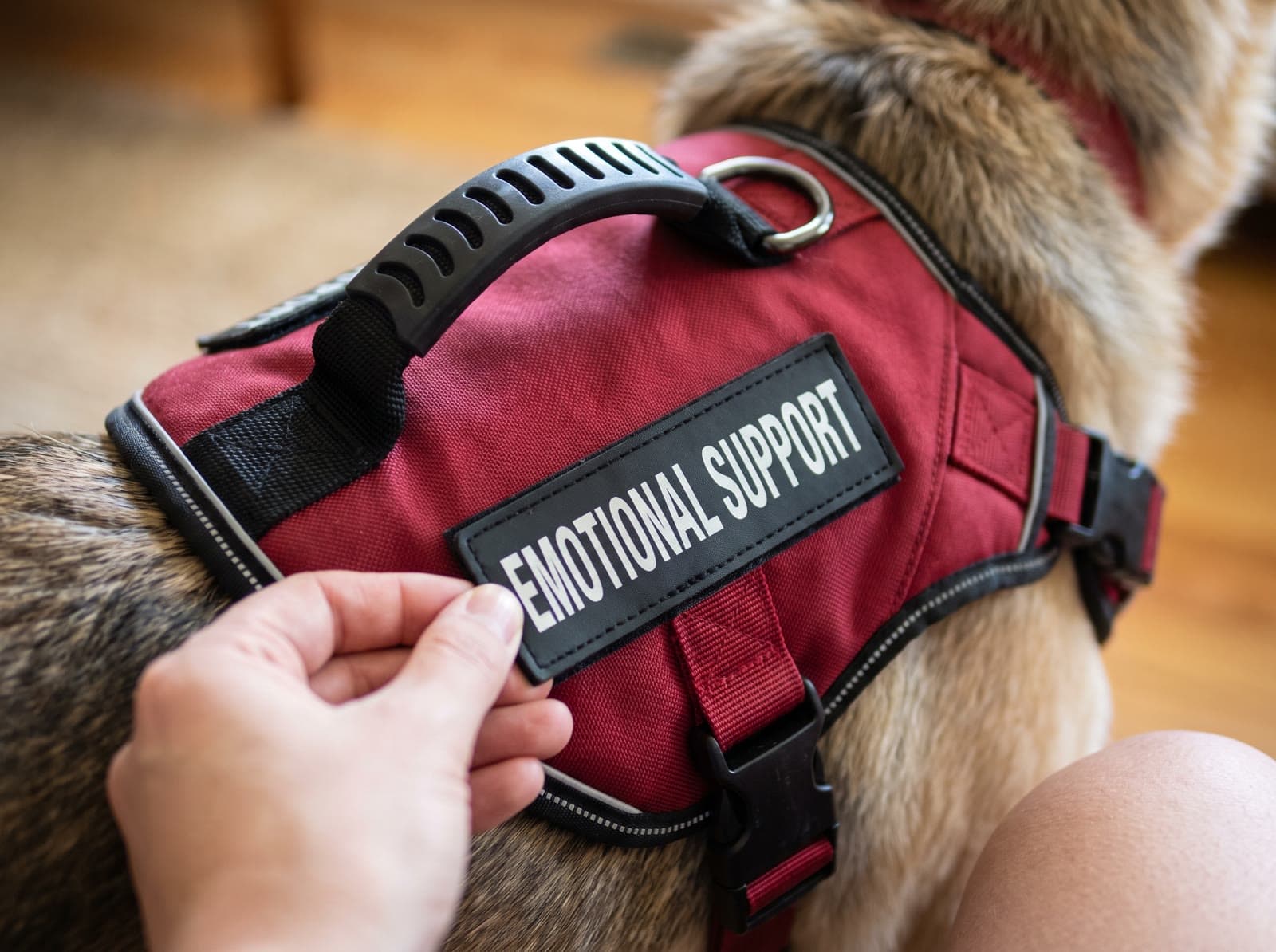 A hand pressing the EMOTIONAL SUPPORT patch onto the red vest, below the grab handle and the steel ring