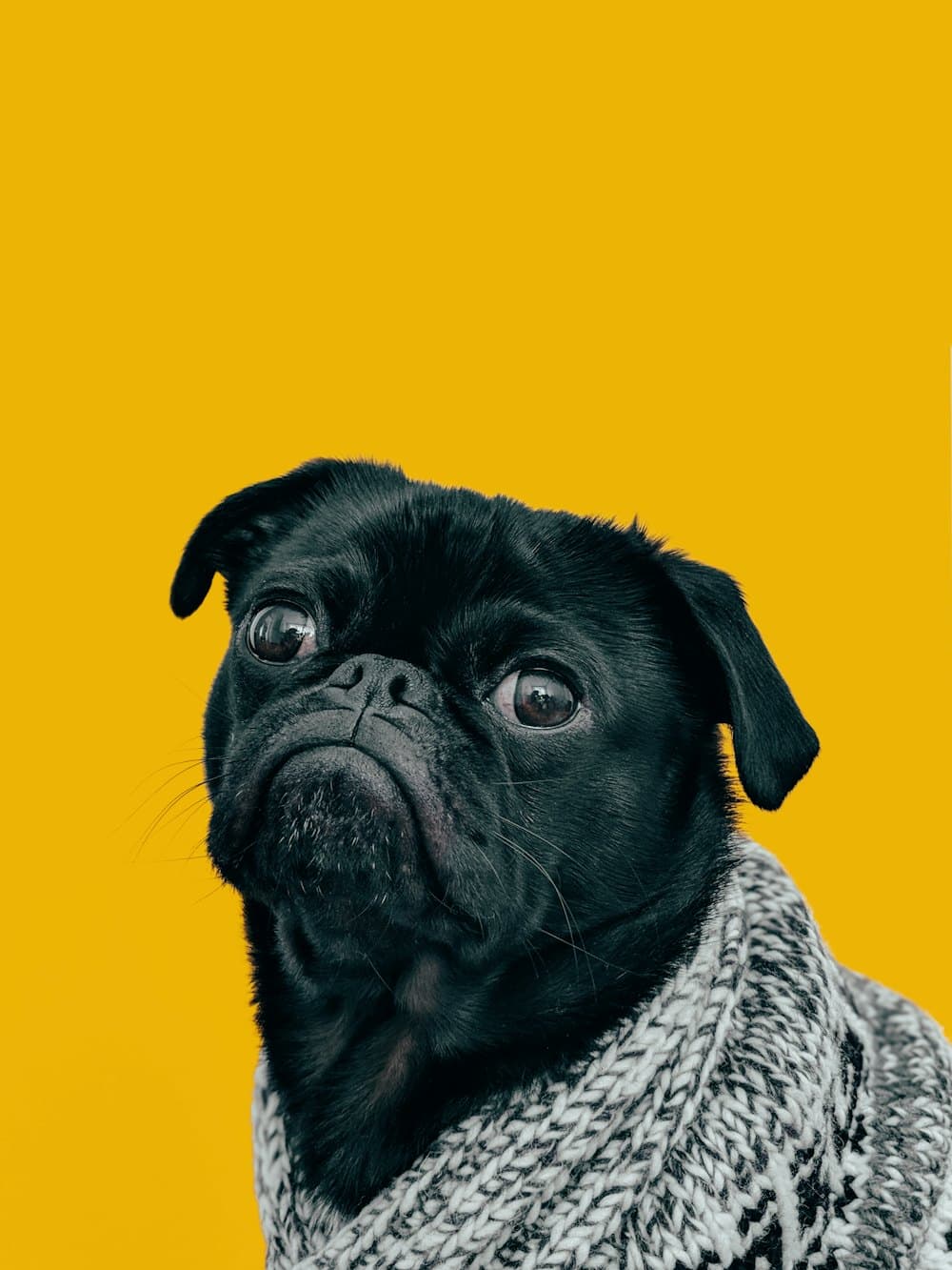 A black pug in a knitted scarf against a marigold yellow background