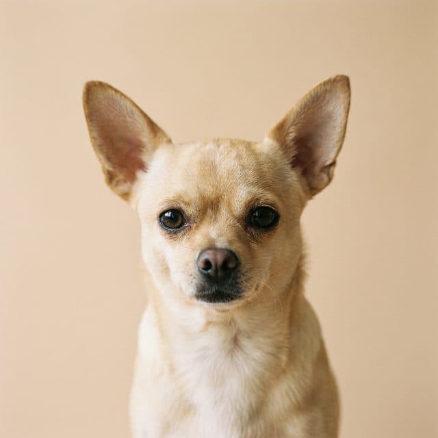 A Chihuahua