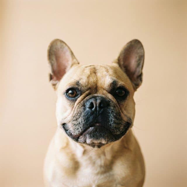 A French Bulldog