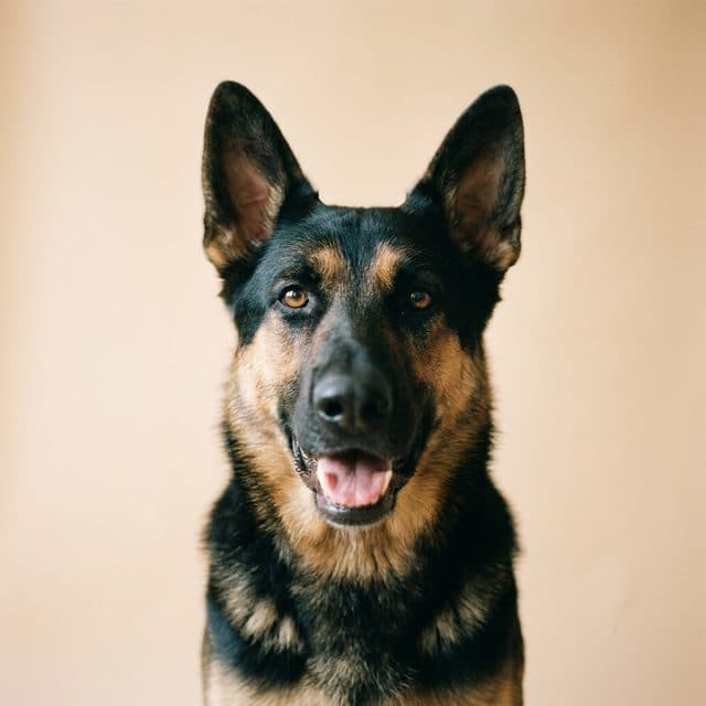 A German Shepherd