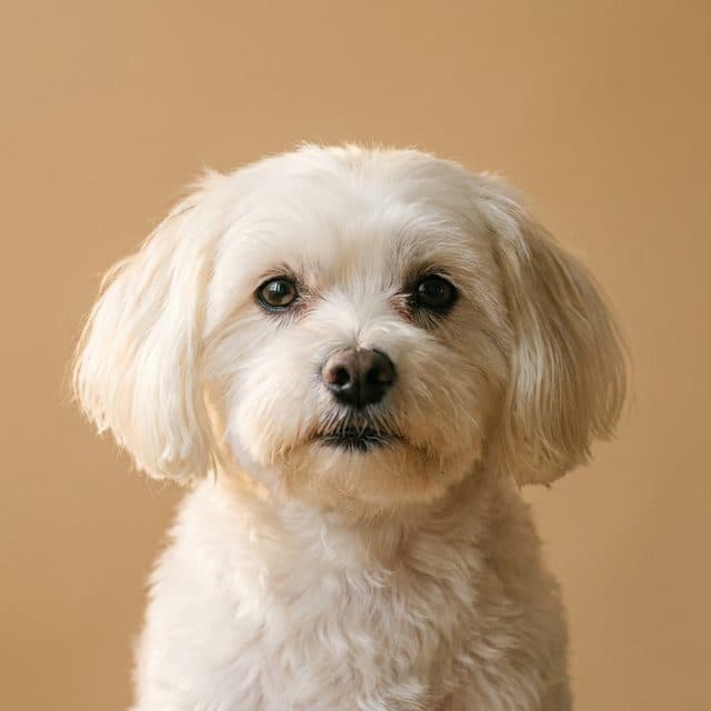 A Maltese