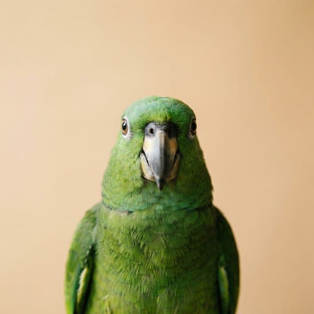A green parrot