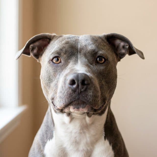 A American Pit Bull Terrier