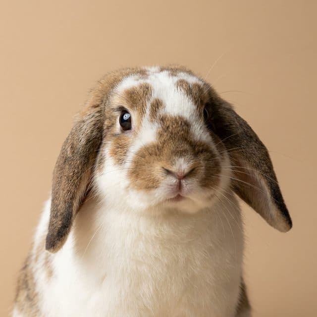 A lop-eared rabbit