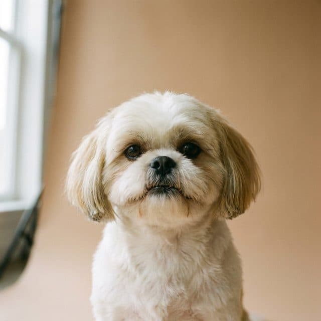 A Shih Tzu