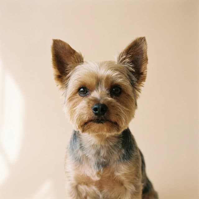 A Yorkshire Terrier