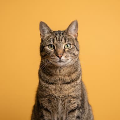Mochi photo