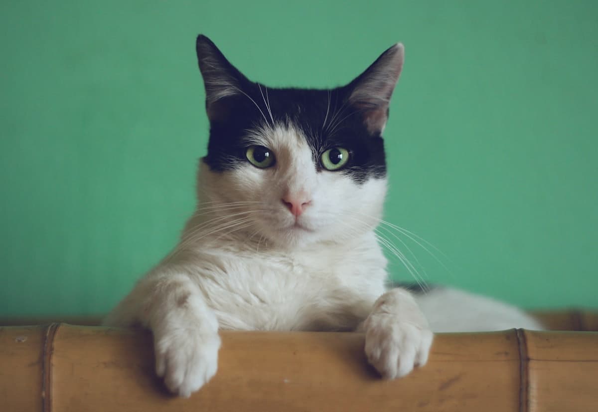 A black and white cat resting its paws on a bamboo ledge against a green wall