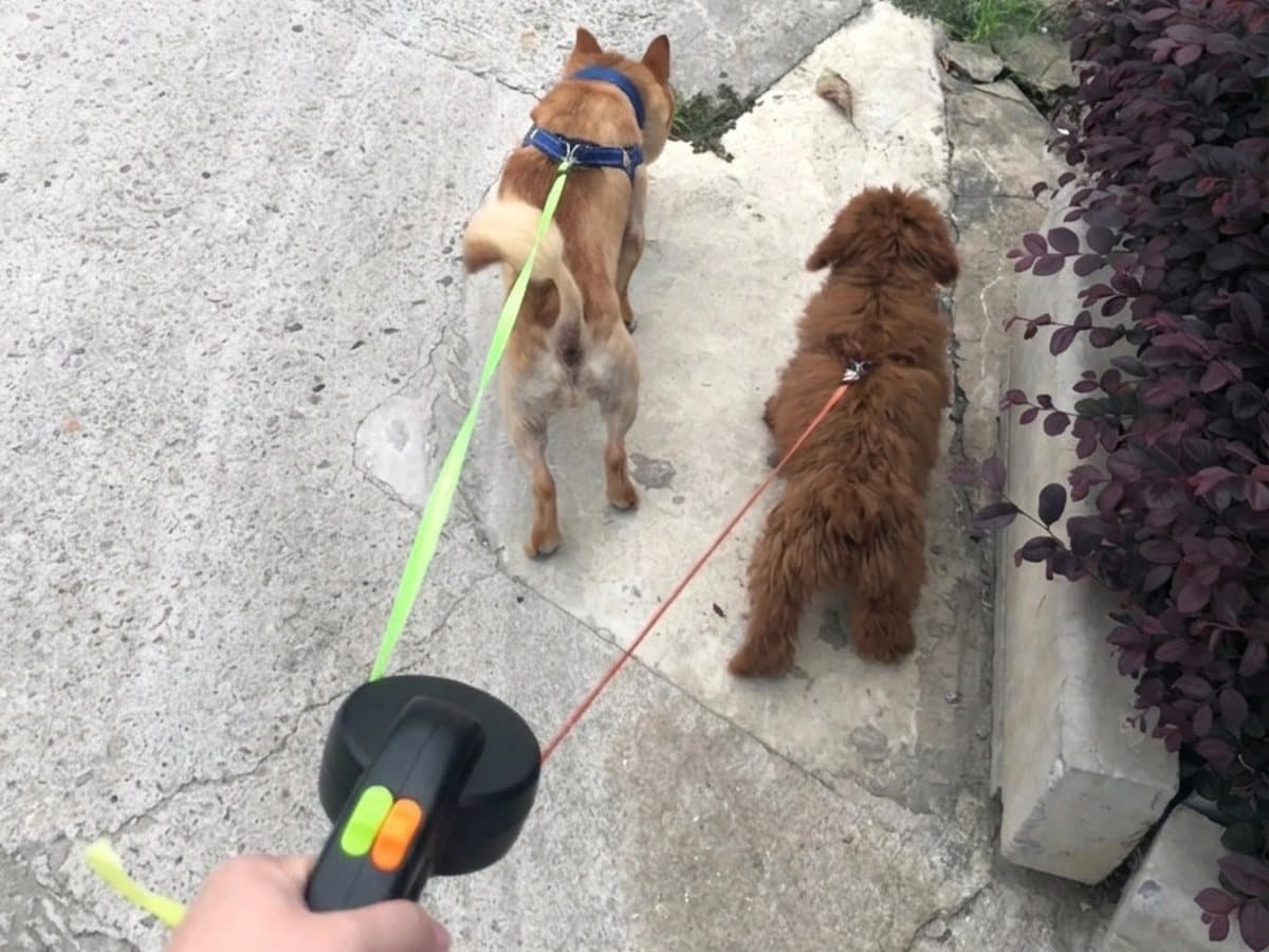 One black handle in one hand, a lime lead to one dog and an orange lead to the other